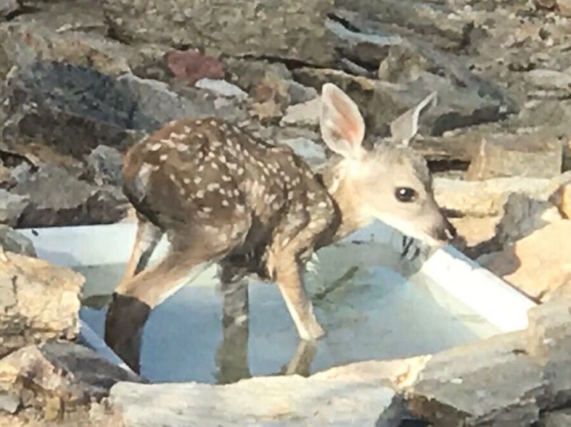 Southern Arizona Wildlife Babies